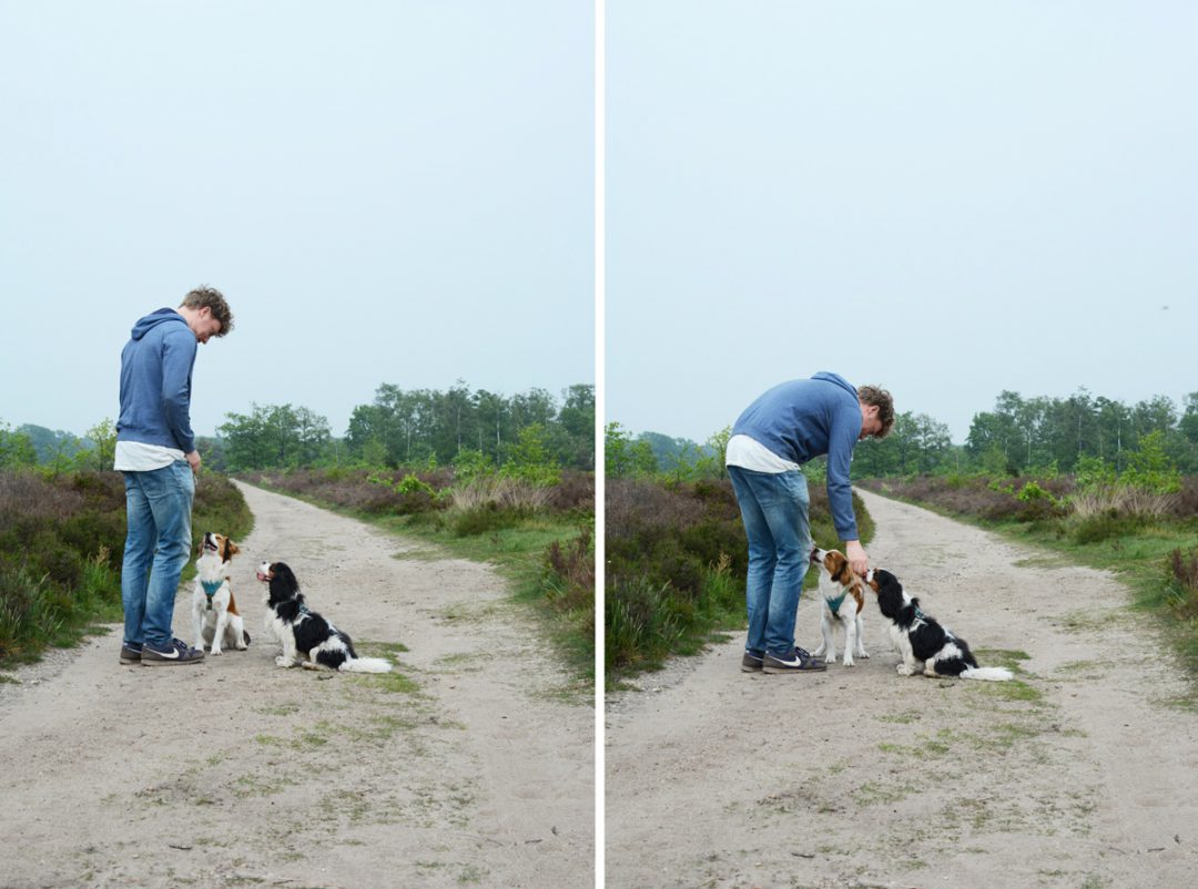 13 km over de Sallandse Heuvelrug | Eropuit met de honden